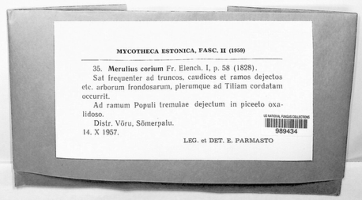Byssomerulius corium image